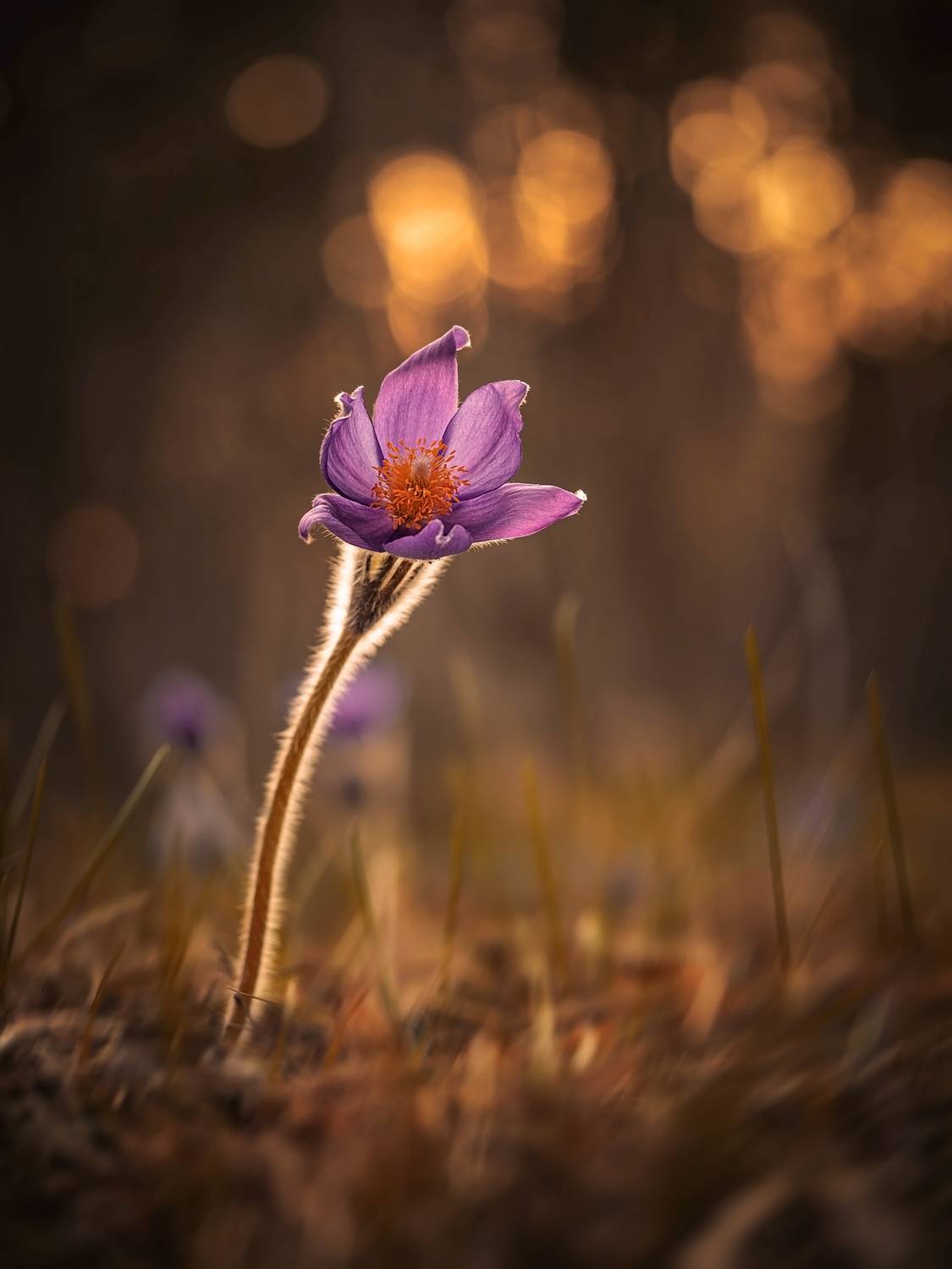 , Лапшина Владлена