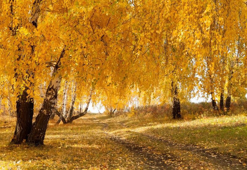 Золотая фото превью