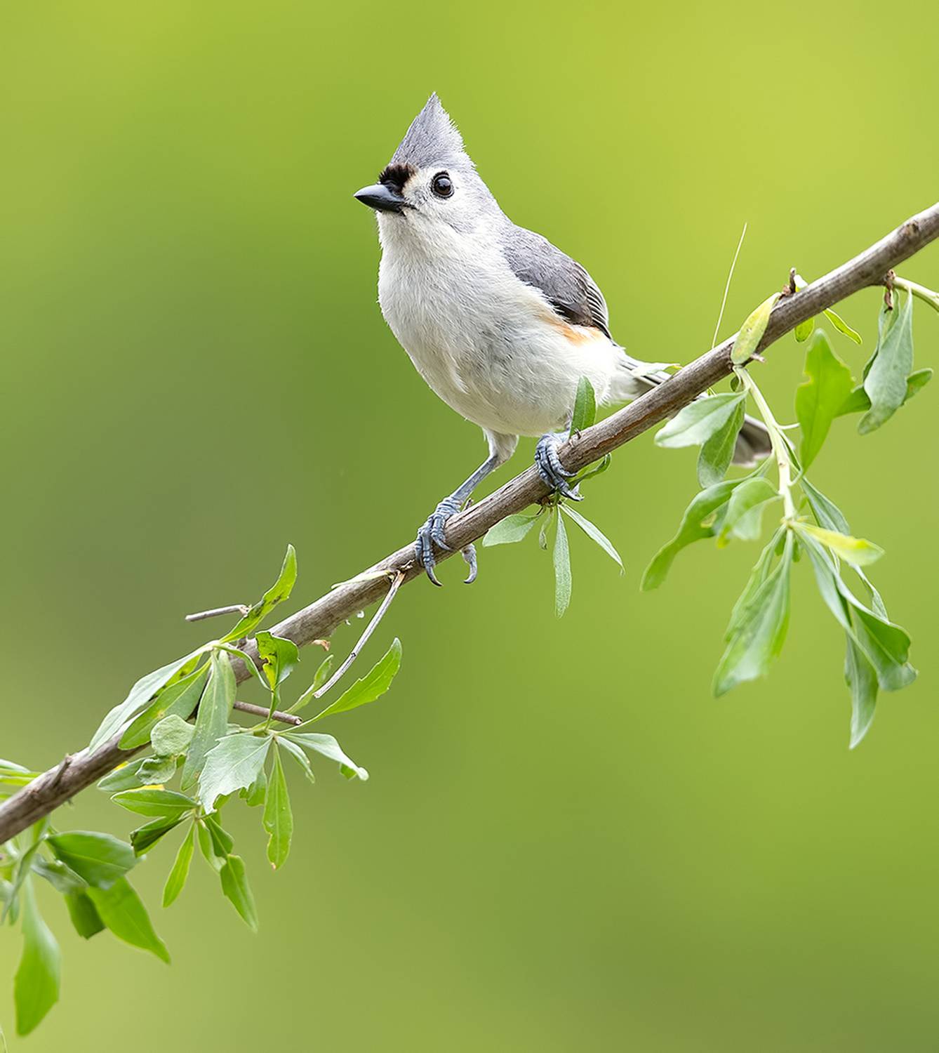 tufted titmouse, острохохлая синица,  синица,  titmouse, spring, весна, Etkind Elizabeth