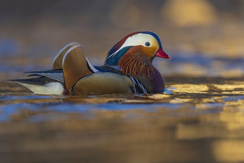 мандаринка, утка, птицы Мандаринка фото превью