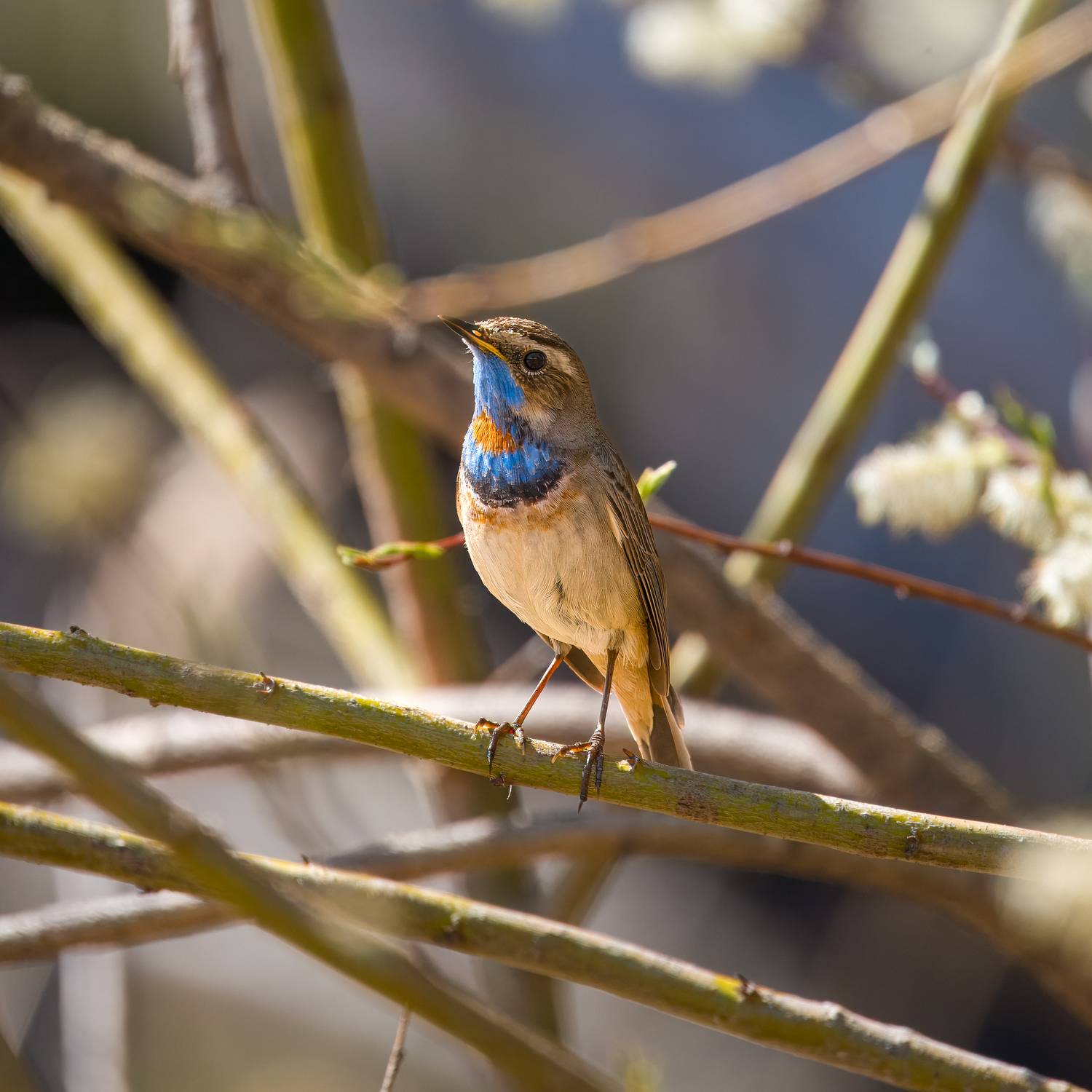варакушка, птицы, бердвочинг, Дубровская Катерина