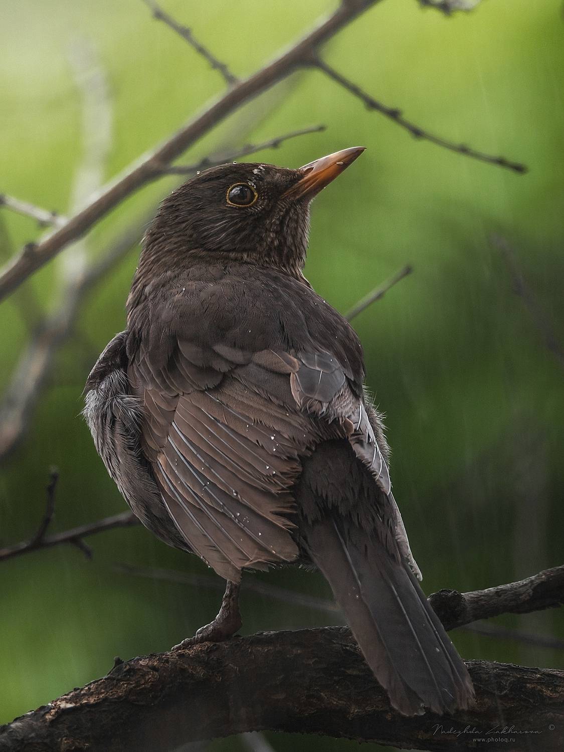 наблюдения за птицами, самка черного дрозда, черный дрозд, дрозд, птицы, портреты птиц, эмоции, весна, время дождей, дождь, весна2025, Nadezhda Zakharova