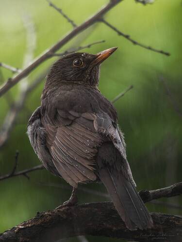 Черный дрозд, самочка.