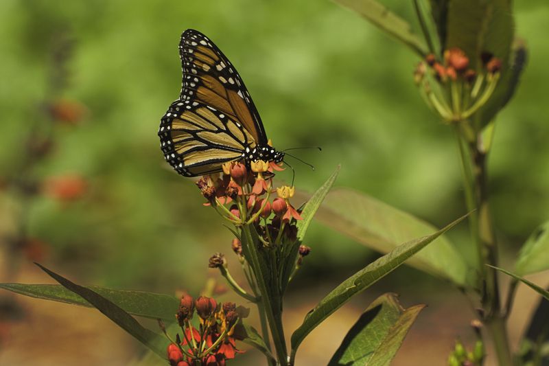 Бабочка фото превью