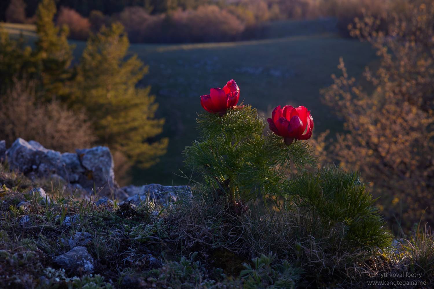 пейзажемагьё, пейзаж-как-виденье, Коваль Дмитр