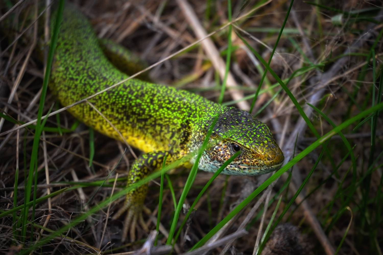 , Юлияна Стоянова