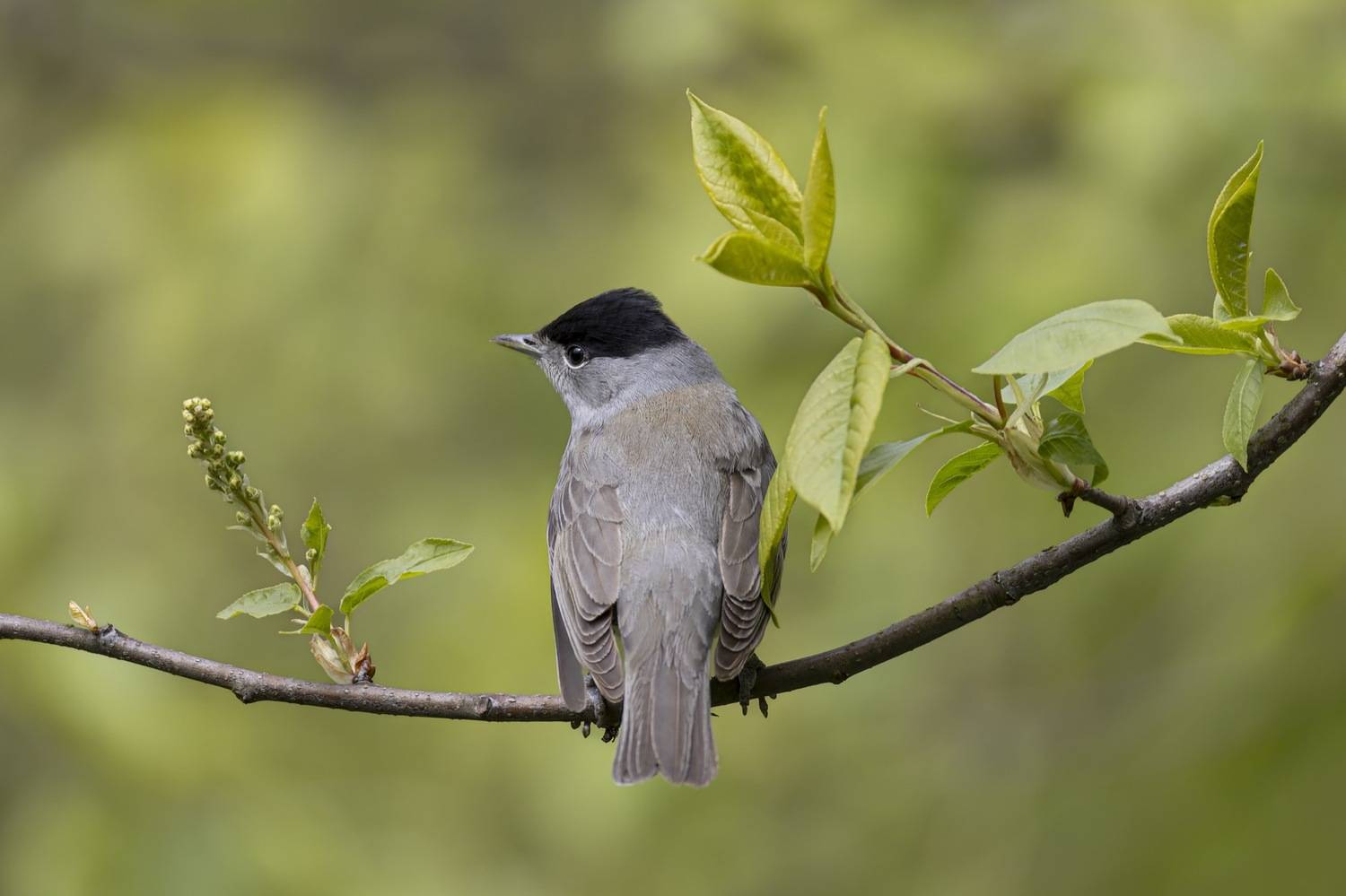 черноголовая славка, славка, птицы, Руслан Pl