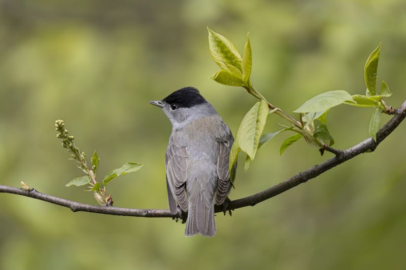 черноголовая славка, славка, птицы Черноголовая славка фото превью