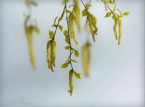 Весеннее утро