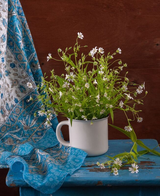 звездчатка ***** фото превью