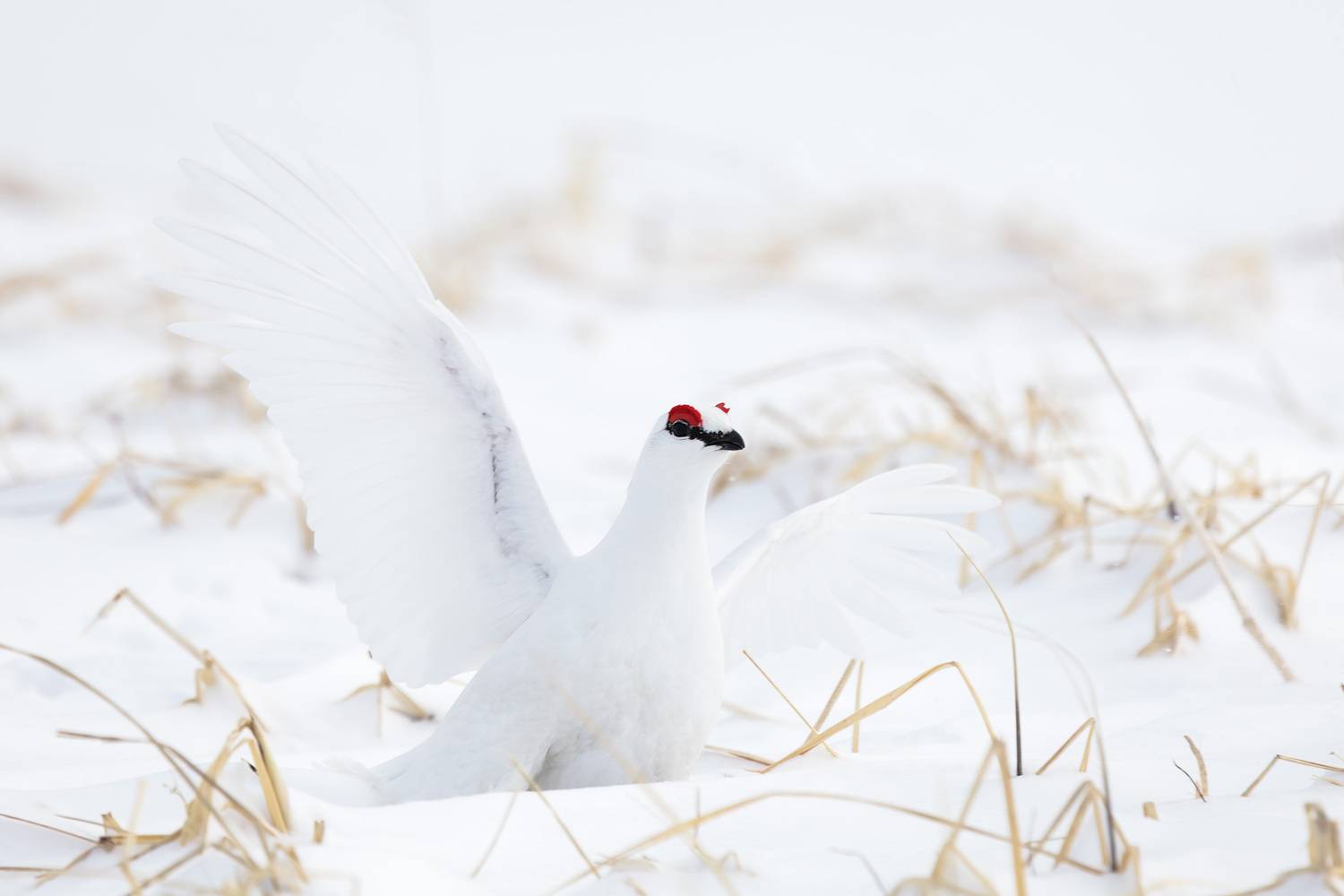 тундряная куропатка, весна, самец, белый, командорские острова, Уткин Дмитрий