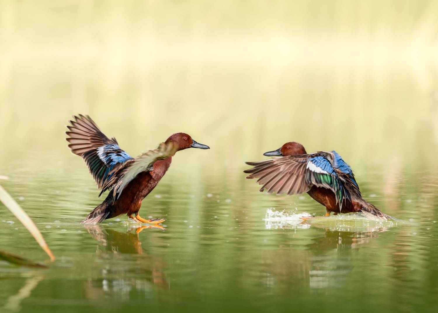 , Valle Clara Maikel