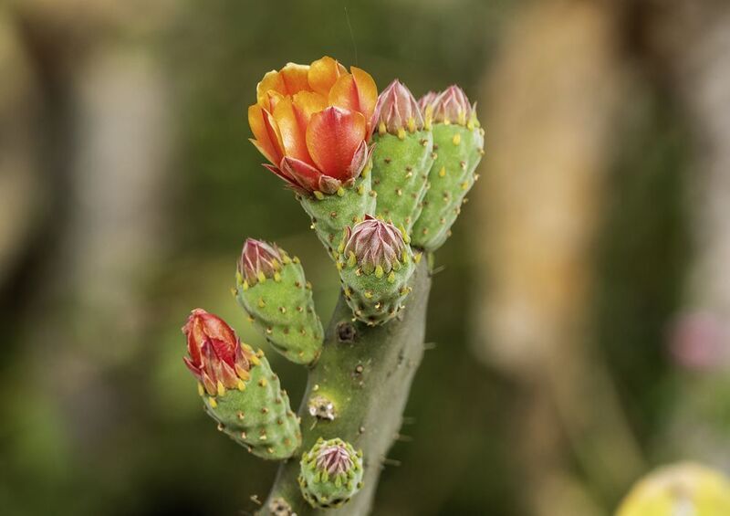 Опунция индийская. фото превью