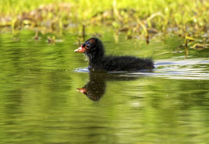 Камышница. фото превью