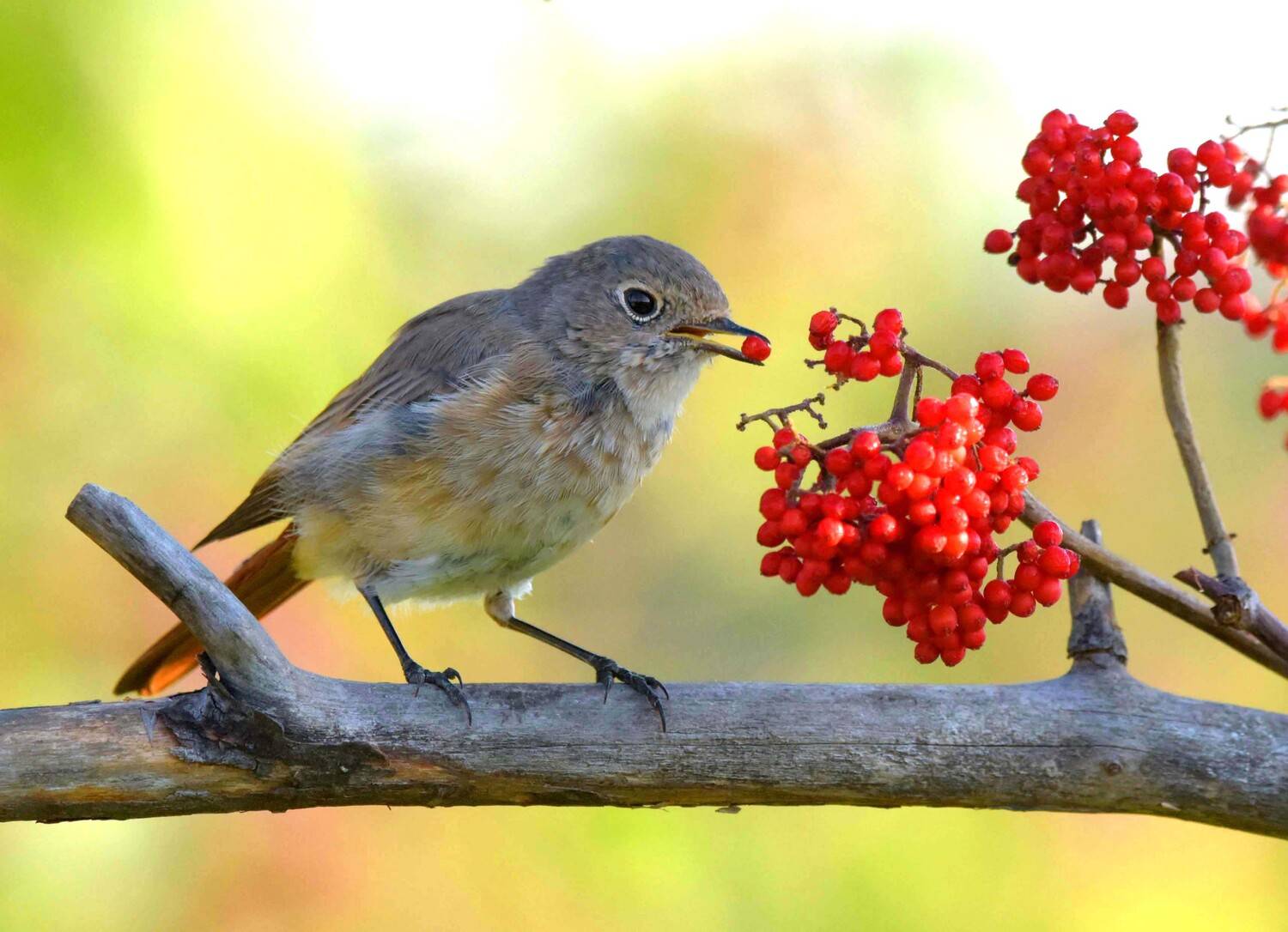 , Белоусов Михаил