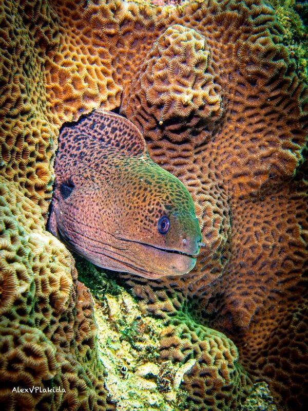 Дом под цвет платья! фото превью