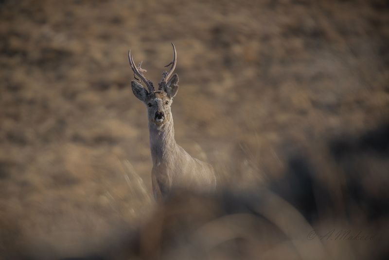 Весенняя косуля фото превью
