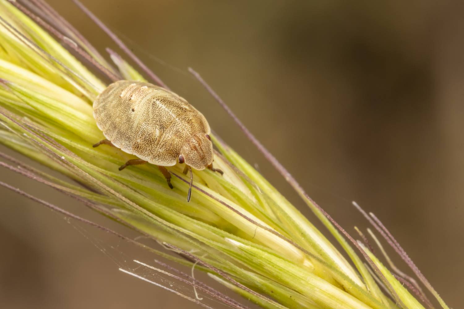 macro, insects, nature, Nikolay Tatarchuk