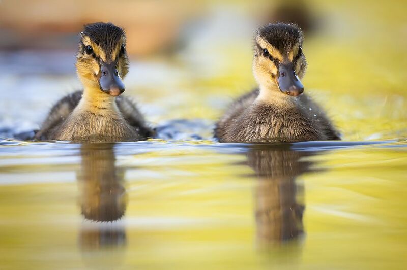 Ducklings фото превью