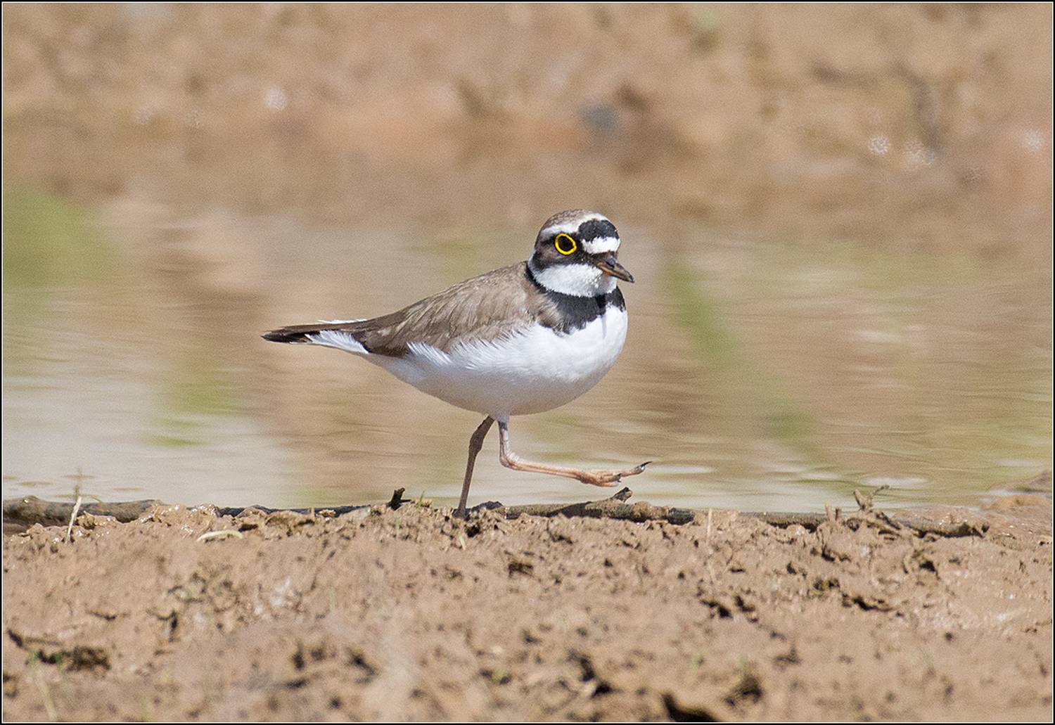 москва, апрель, парк, птица, АНАТОЛИЙ ДОВЫДЕНКО