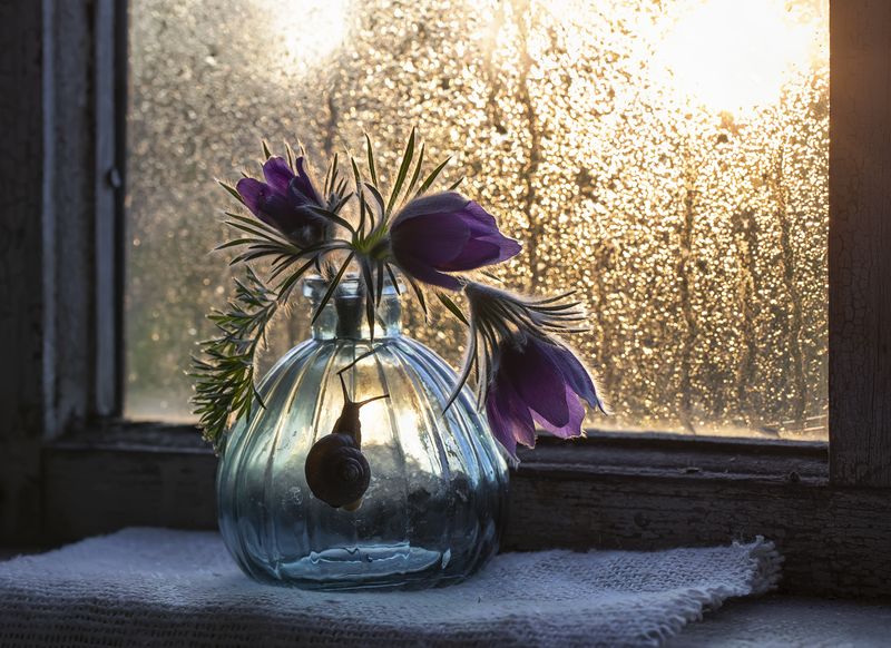 натюрморт, прострел, сон-трава, окно, закат На закате дня... фото превью