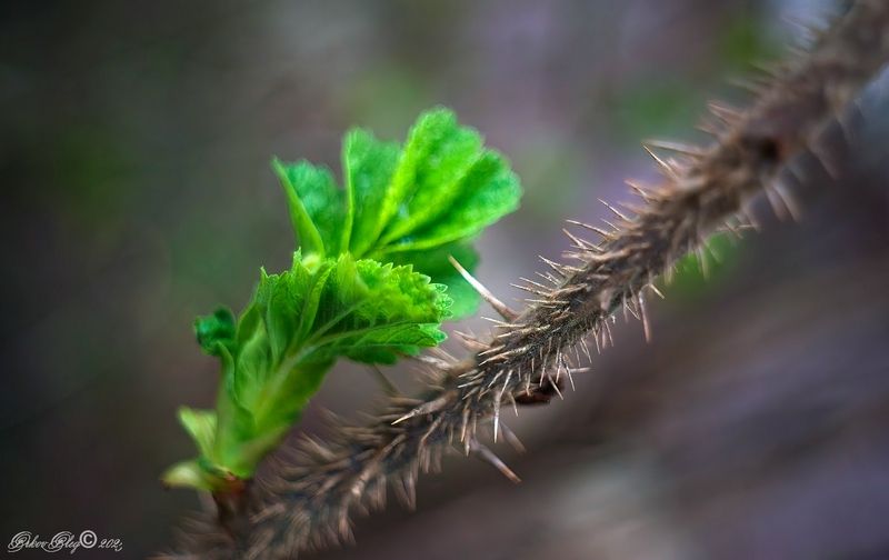 *** фото превью