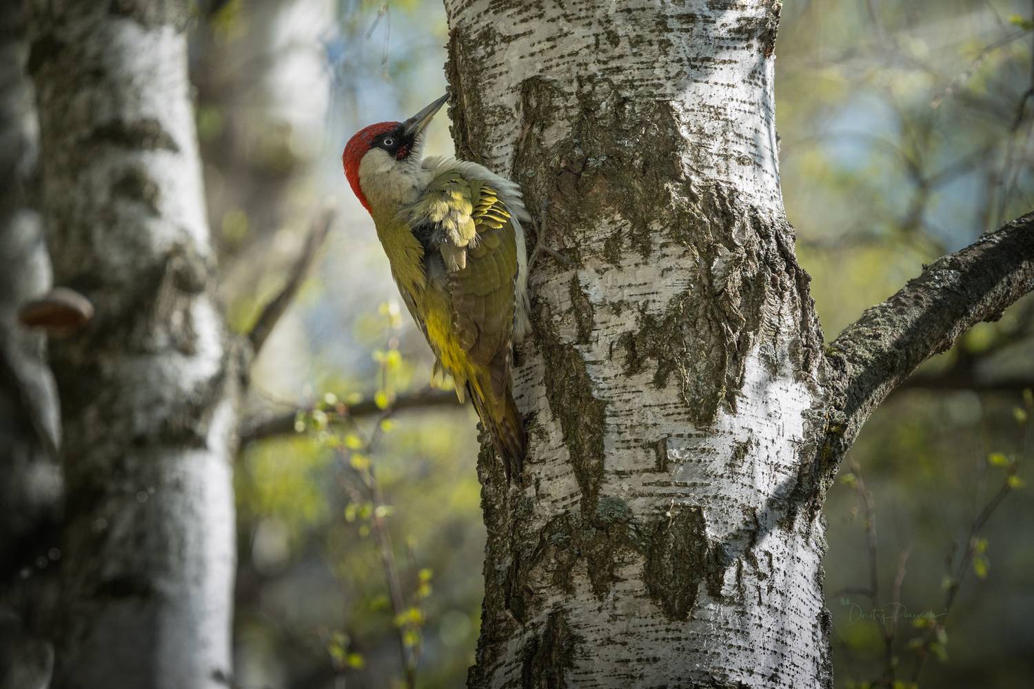 природа, лес, поля, огороды, животные, птицы, макро, Дмитрий Посевич