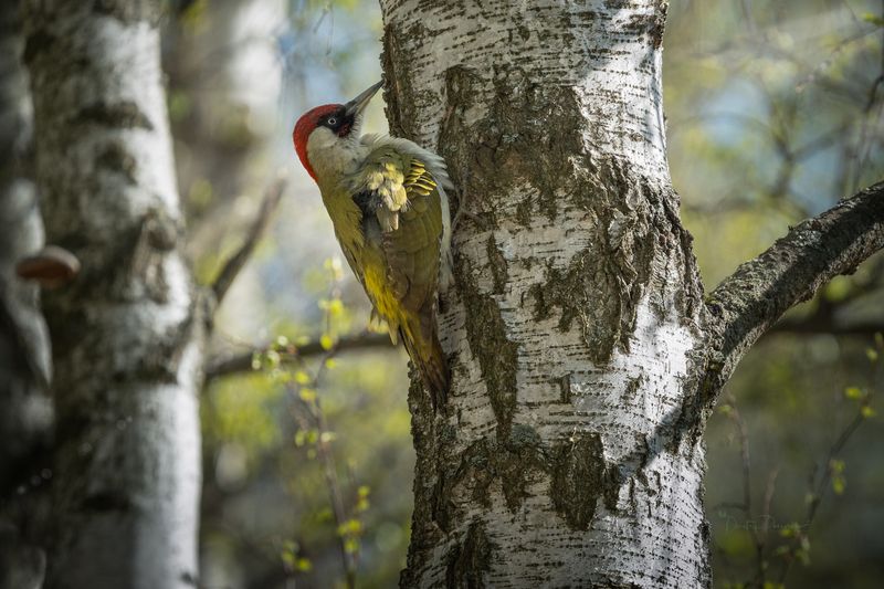 природа, лес, поля, огороды, животные, птицы, макро Лишь только шапочкой заметен фото превью