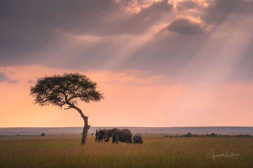О вечерней саванне.