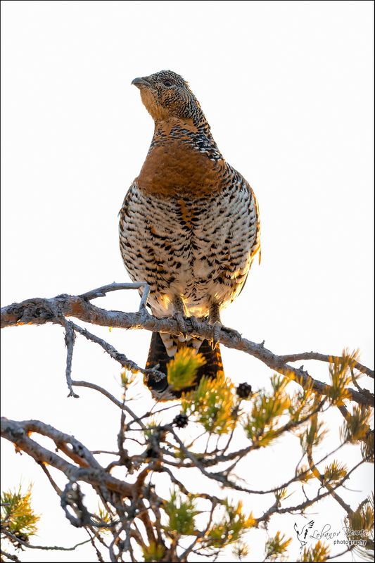 Капалуха фото превью