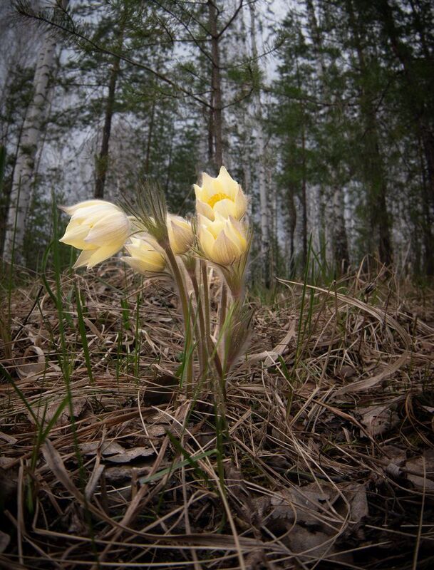 Весна фото превью