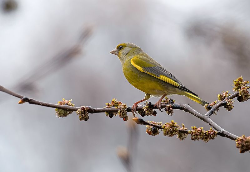 птицы, весна, зелунушка, после снегопада Зеленушка Chloris chloris фото превью