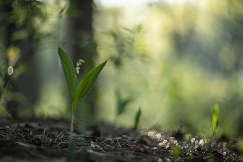 ландыши, весна, свет, лес, воронеж, макро, природа, геннадий мещеряков, nikon d 850, гелиос 40-2 85 мм f1.5 Под пологом старой сосны... фото превью