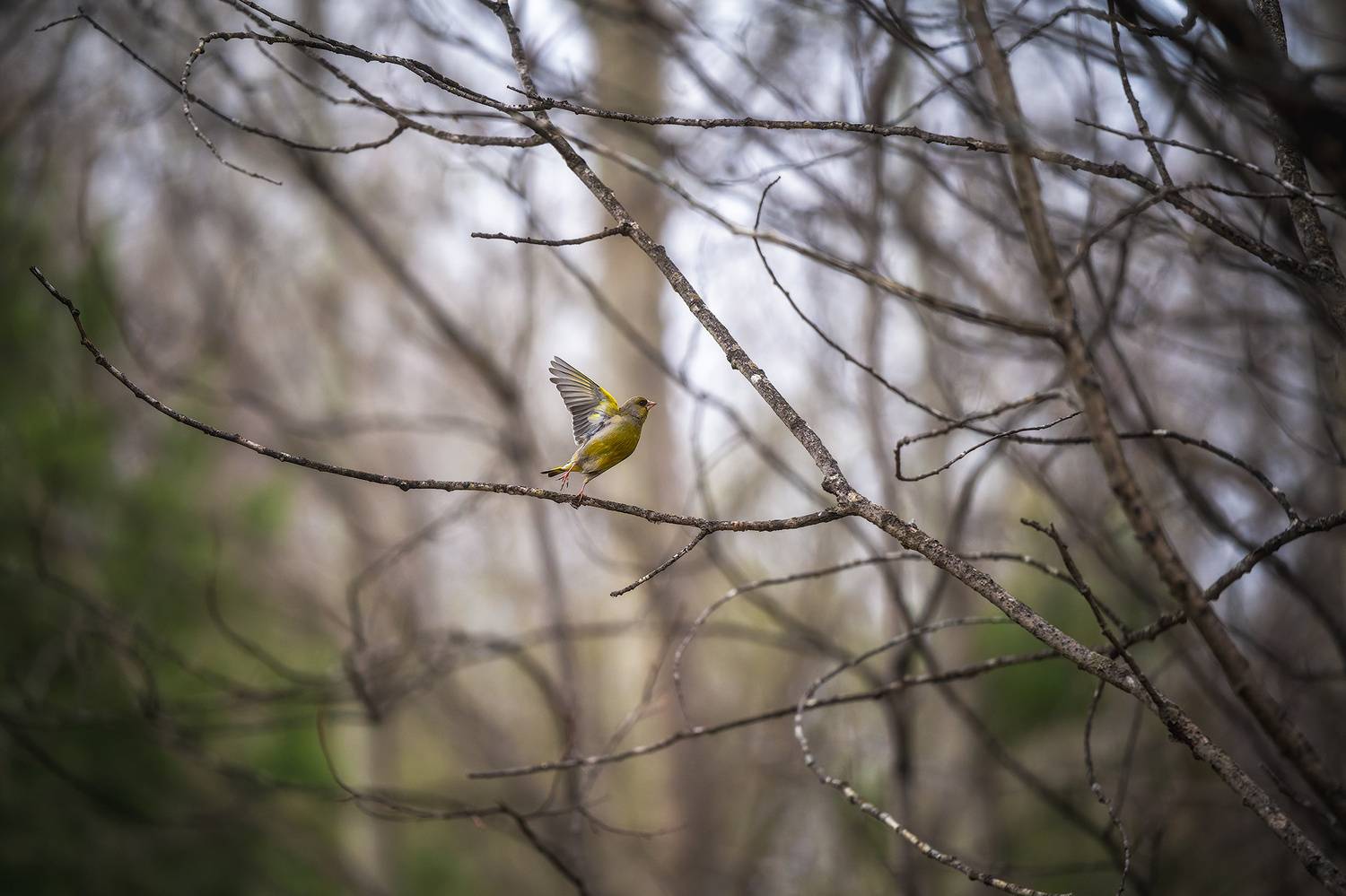 пермский край, птицы, фотоохота, природа, зеленушка, Кузнецов Кирилл