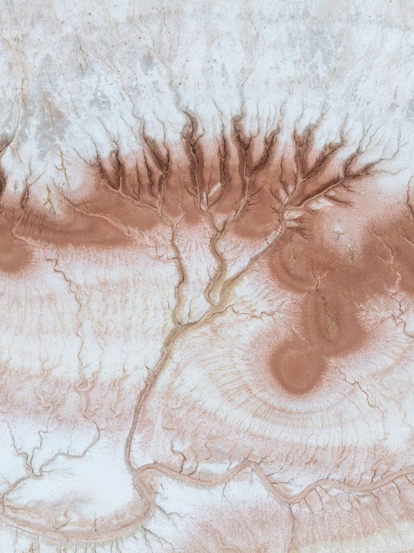 The Tree фото превью