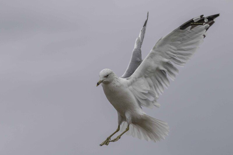 Gull фото превью