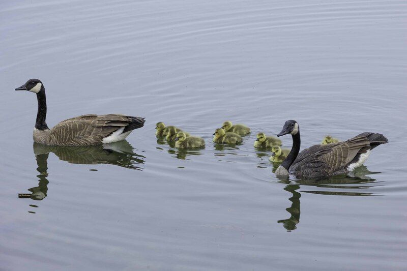 Canada goose фото превью