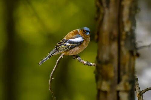 Eurasian Chaffinch