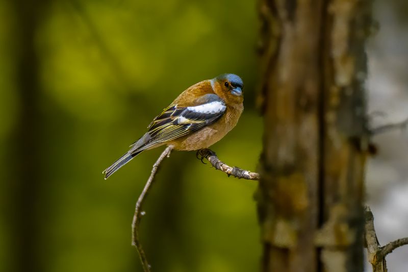birds animal wildlife птицы животные дикая природа Eurasian Chaffinch фото превью