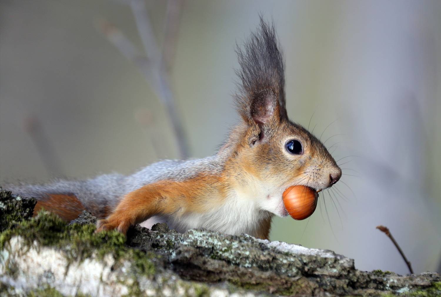 , Бибичков Михаил