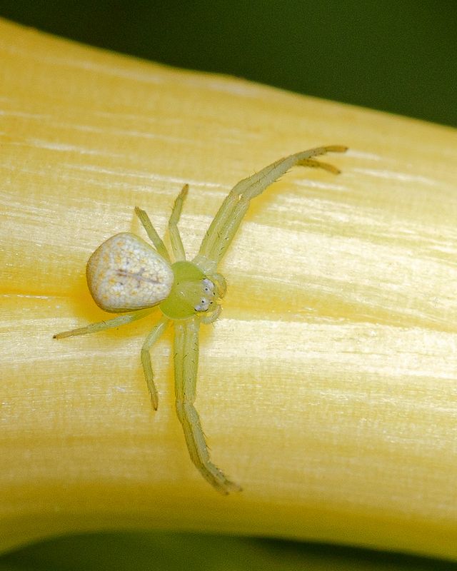 Цветочный паук (Misumena vatia) фото превью