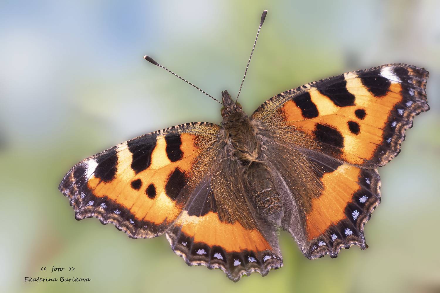 , Бурикова Екатерина