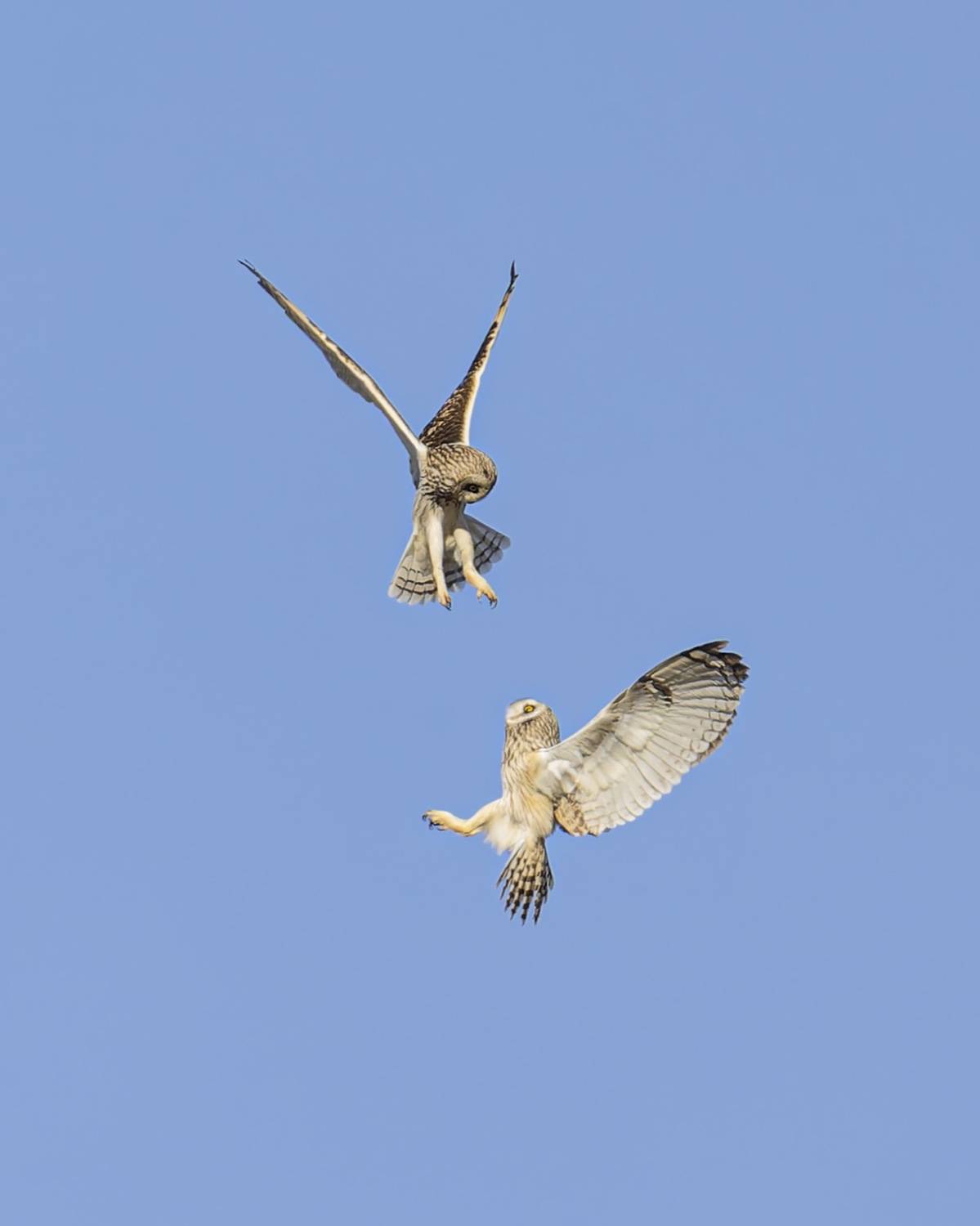 болотная сова, сова, птицы, Руслан Pl