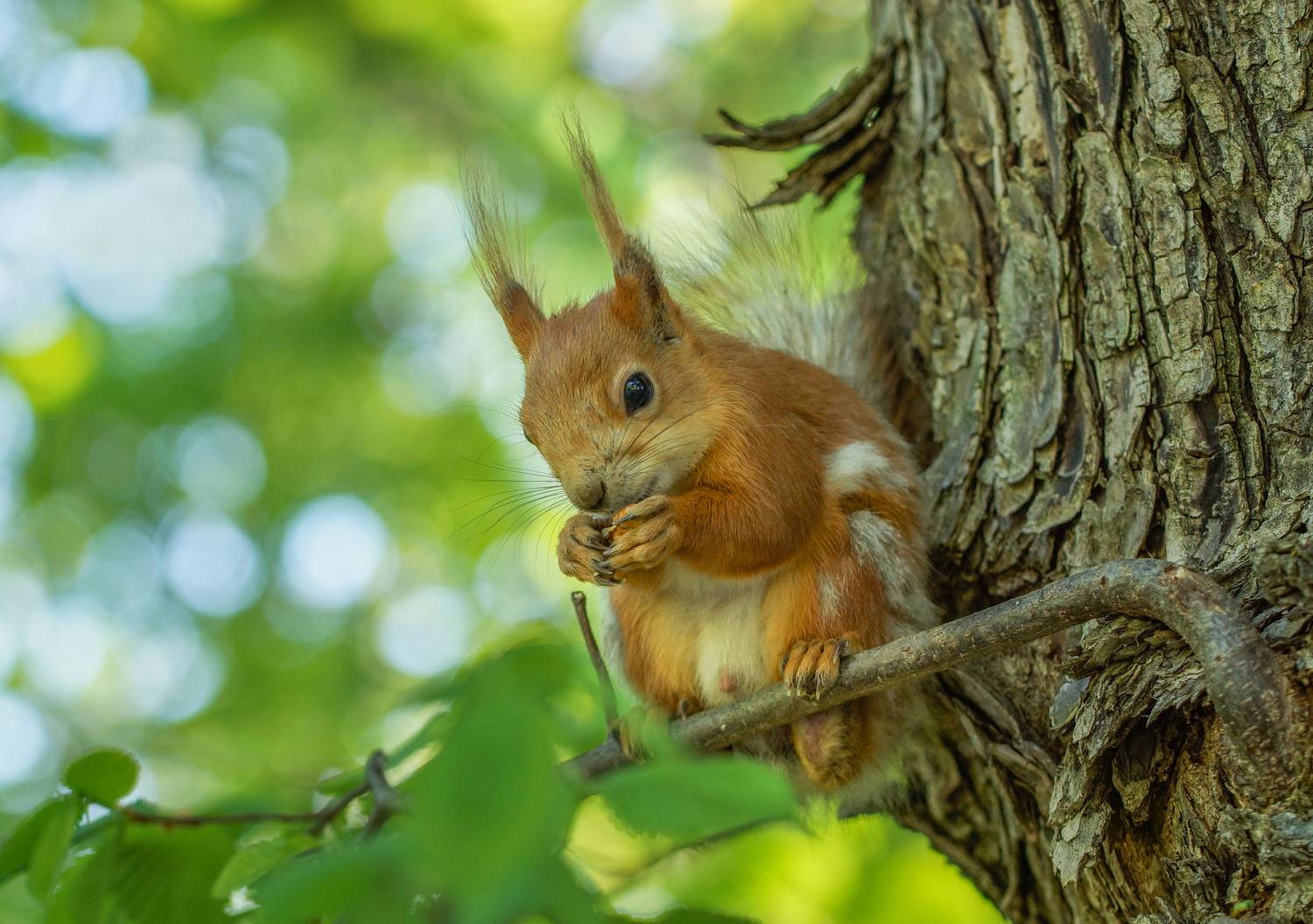 Белка, Чепленко Алексей