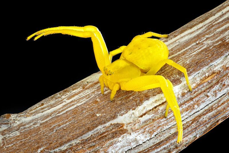 мизумена  фото превью