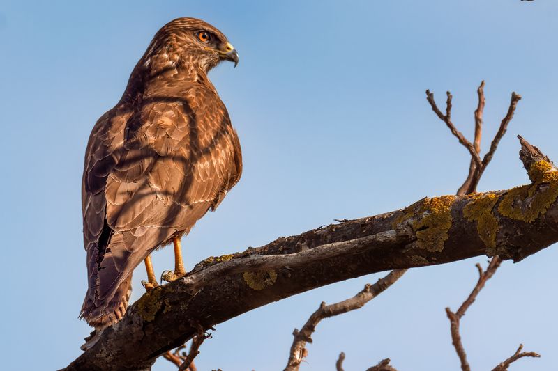 Common Buzzard фото превью