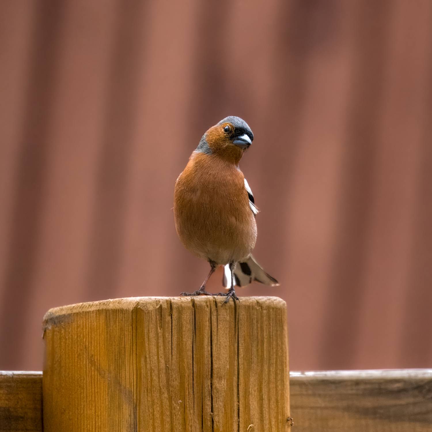 зяблик, птицы, бердвочинг, Дубровская Катерина
