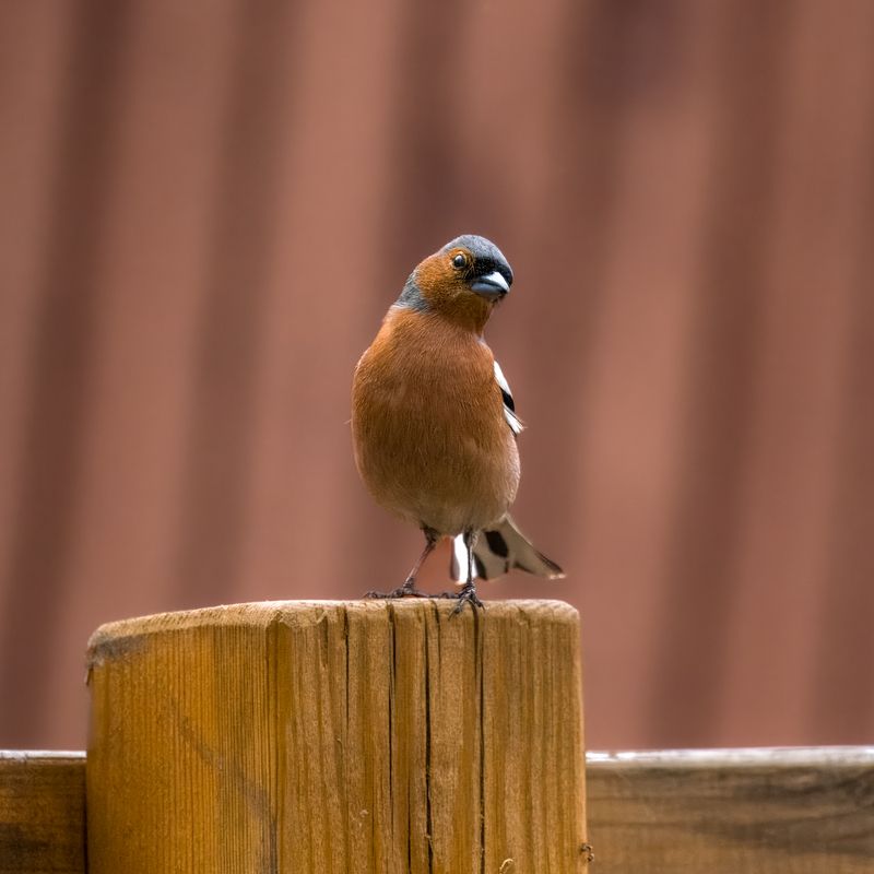 зяблик, птицы, бердвочинг Здравствуйте! Зяблик, просто зяблик!) фото превью