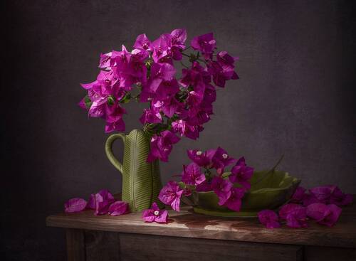Bougainvillea