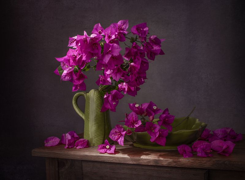 Bougainvillea фото превью